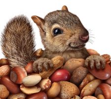 Squirrel Stockpiling Food